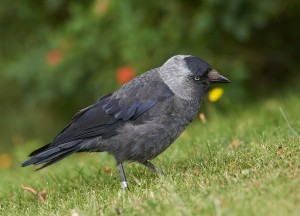 Kråkfåglar och andra urbana fåglar i Pildammsparken